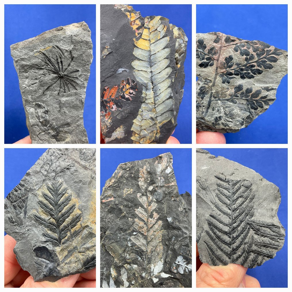 13 bellissimi fossili di piante del Carbonifero (collezione) - Pianta fossilizzata - Pecopteris, Sphenopteris, Mariopteris, Neuropteris, Annularia - 12 cm - 10 cm  (Senza prezzo di riserva) #1.0