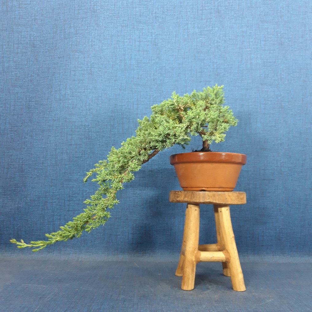 Juniper bonsai (Juniperus) - Height (Tree): 29 cm - Depth (Tree): 37 cm - Spain #1.0