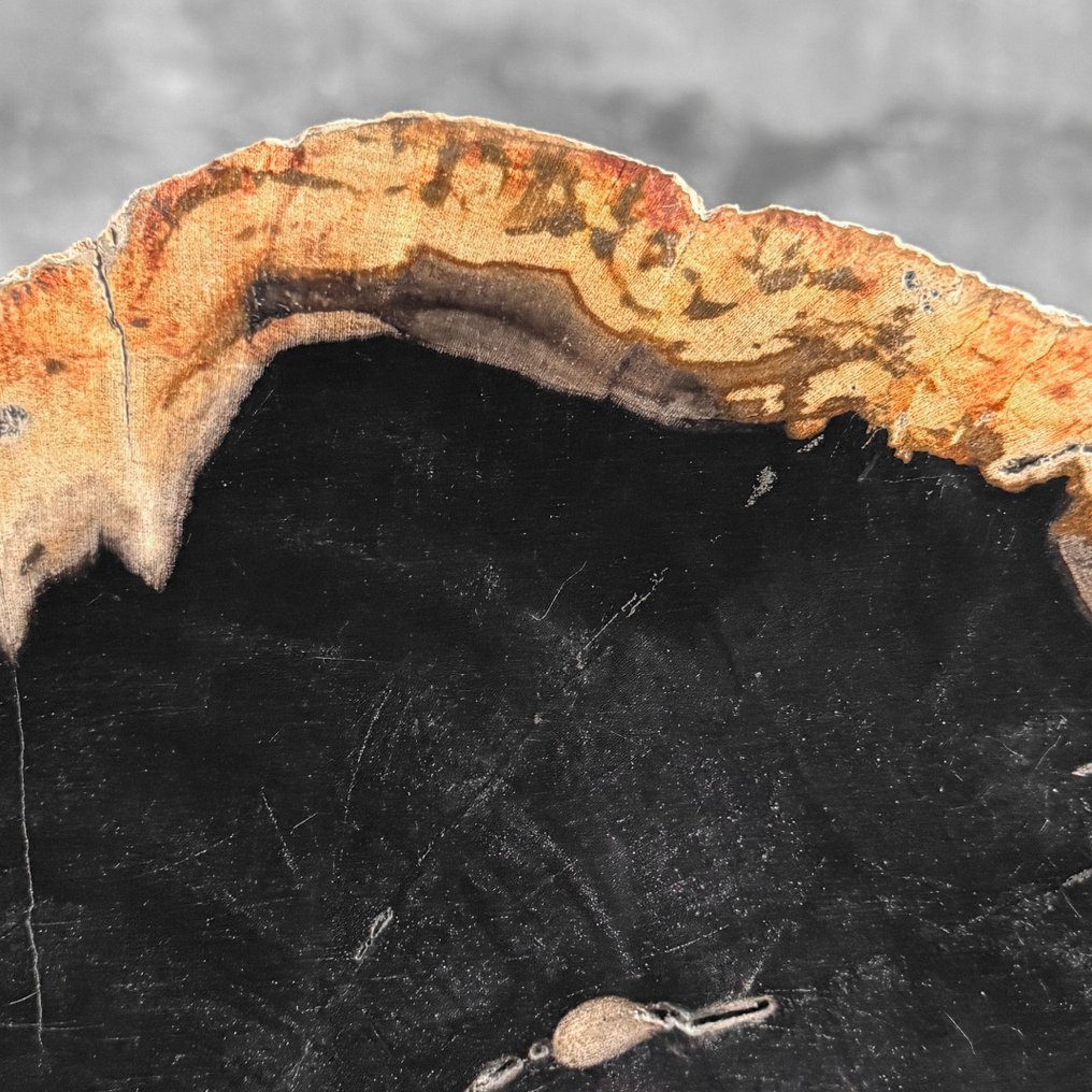 令人惊叹的化石木片，放置在定制底座上。 - 化石木材  (沒有保留價) #4.3