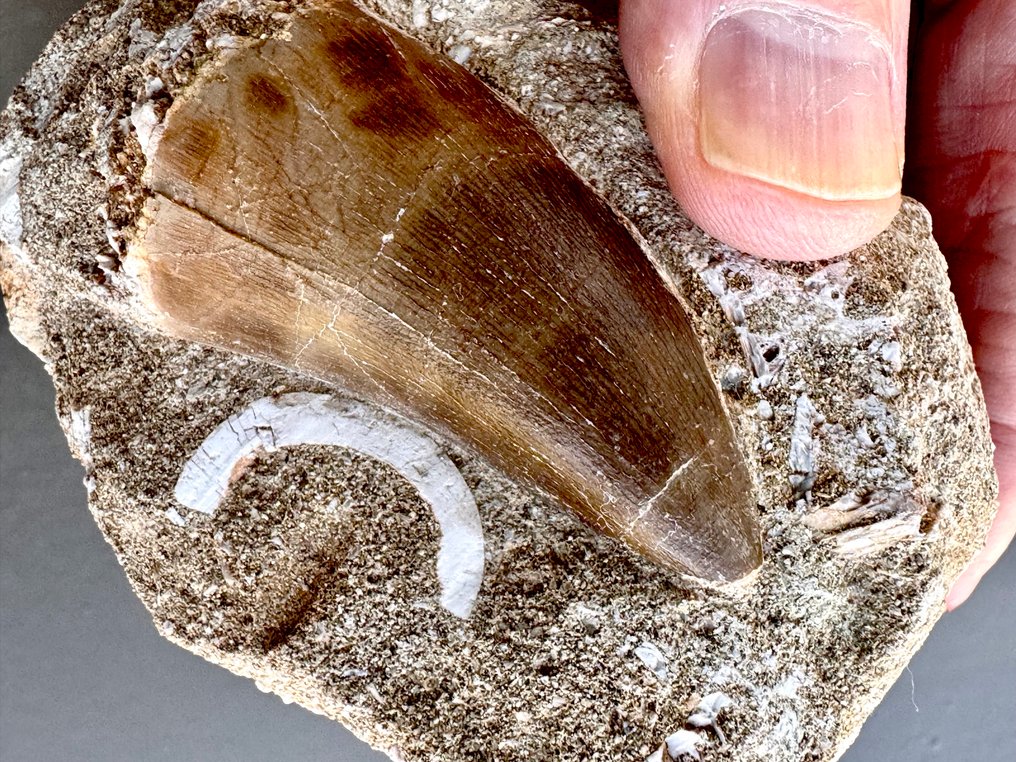 Δεινόσαυρος - Απολιθωμένα δόντια #4.3