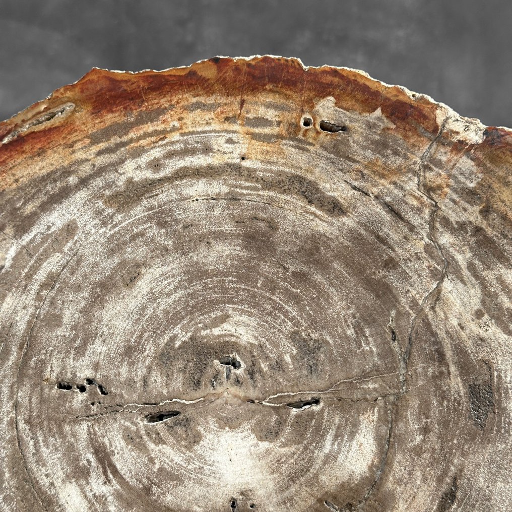 Εντυπωτικό μεγάλο κομμάτι πετρωμένου ξύλου σε ειδική βάση. - Απολιθωμένο ξύλο  (χωρίς τιμή ασφαλείας) #4.3