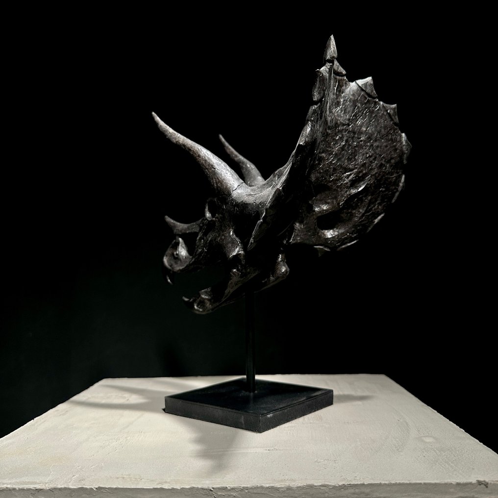 无底价 - 三角恐龙头骨复制品 - 博物馆级别 - 黑色 动物标本复制支架 - Triceratops - 29 cm - 18 cm - 23 cm #3.2