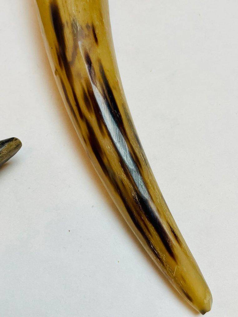 牛 角 - Bos taurus - 47 cm - 7 cm - 7 cm- 非《濒危物种公约》物种 -  (10) #3.2