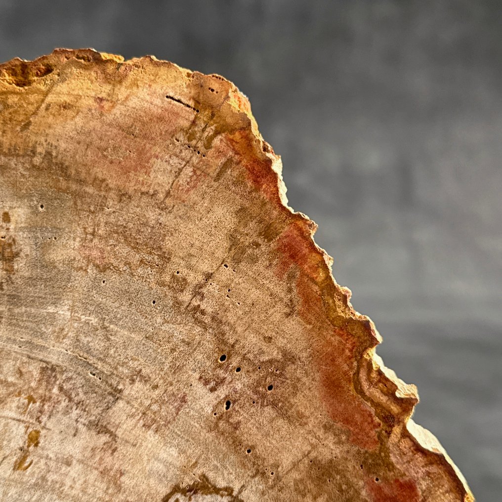 令人惊叹的化石木片,放置在定制底座上。 - 化石木材 (没有保留价) #4.3