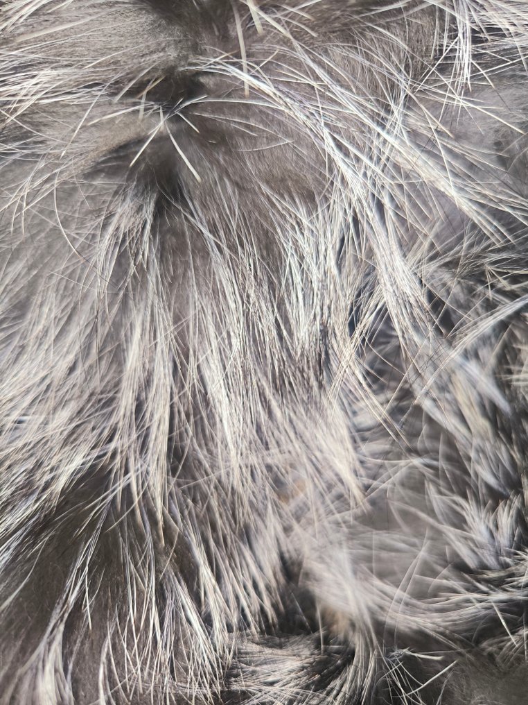 Artisan Furrier - 項飾 #3.2