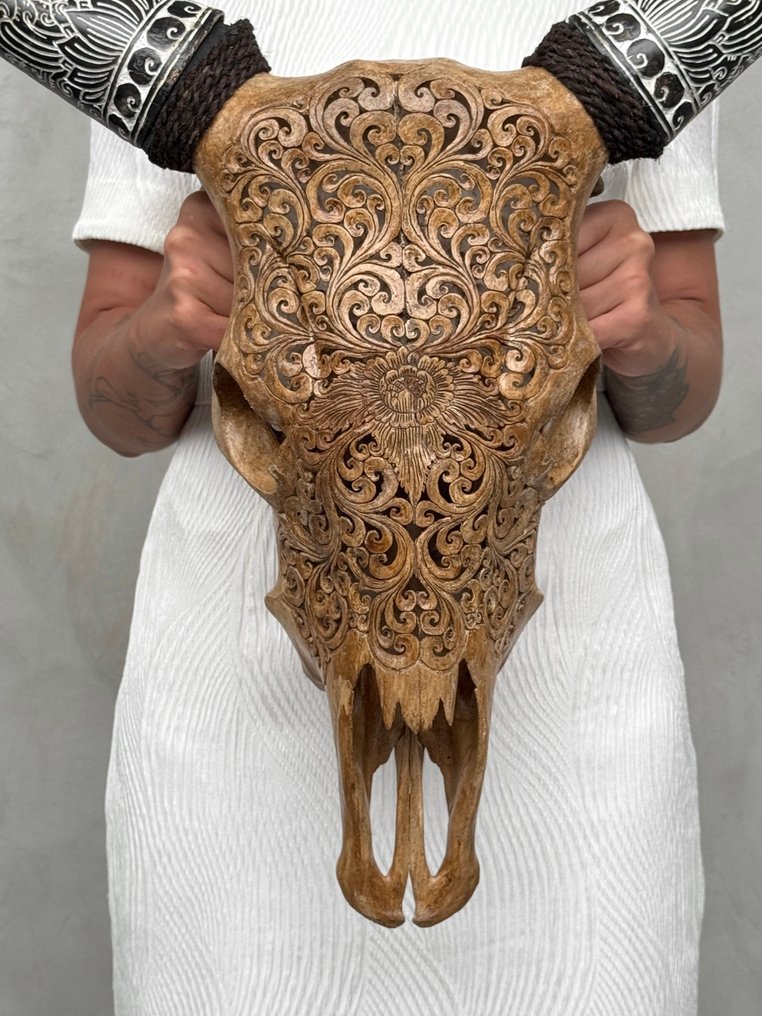 无底价 - 雕刻的棕色牛头骨，配波希米亚雕刻角，配大莲花图案 雕刻頭骨 - Bos Taurus - 58 cm - 62 cm - 17 cm- 非《瀕臨絕種野生動植物國際貿易公約》物種 -  (1) #1.0