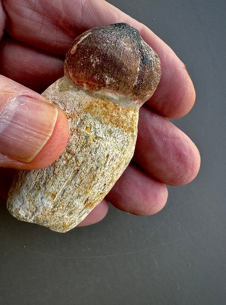 Δεινόσαυρος - Απολιθωμένα δόντια #1.0