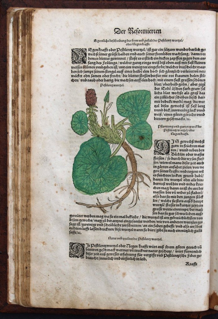 Hermann Walther Ryff - [Kräuterbuch] Reformirte Deütsche Apoteck [Kolorierte Holzschnitte] - 1573 #1.0