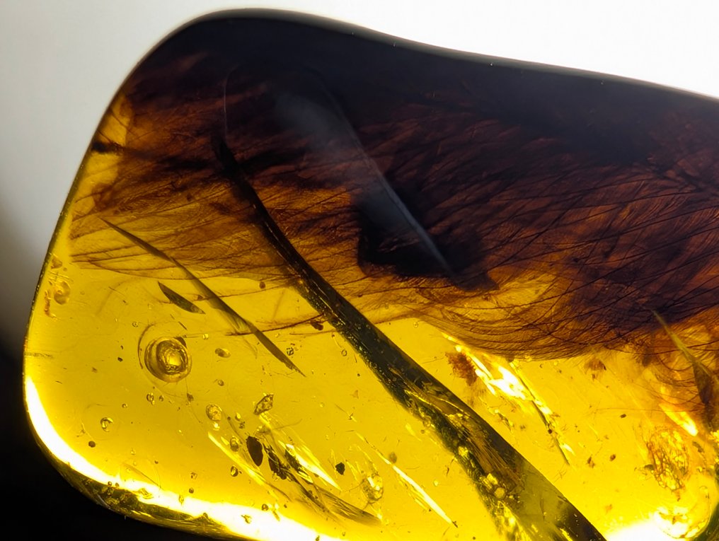 一排漂亮的古鸟类羽毛在缅甸琥珀中 - 琥珀 - 17 mm - 12 mm #2.1