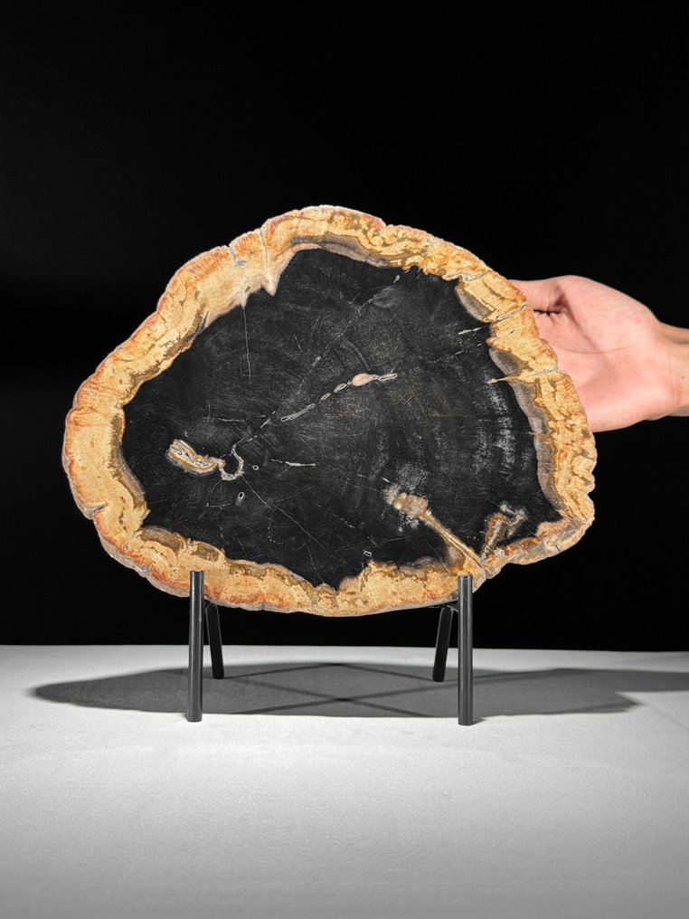 令人惊叹的化石木片，放置在定制底座上。 - 化石木材  (沒有保留價) #1.0