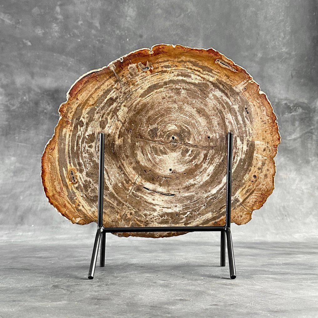 Εντυπωτικό μεγάλο κομμάτι πετρωμένου ξύλου σε ειδική βάση. - Απολιθωμένο ξύλο  (χωρίς τιμή ασφαλείας) #1.0