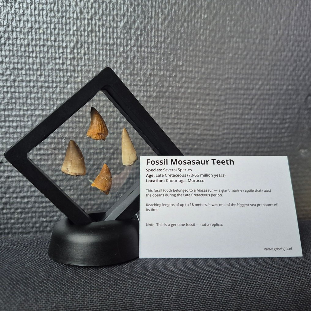 Dinosaur Tand - Mosasaurus - 7 cm - 5 cm - 7 cm - (4) #2.1