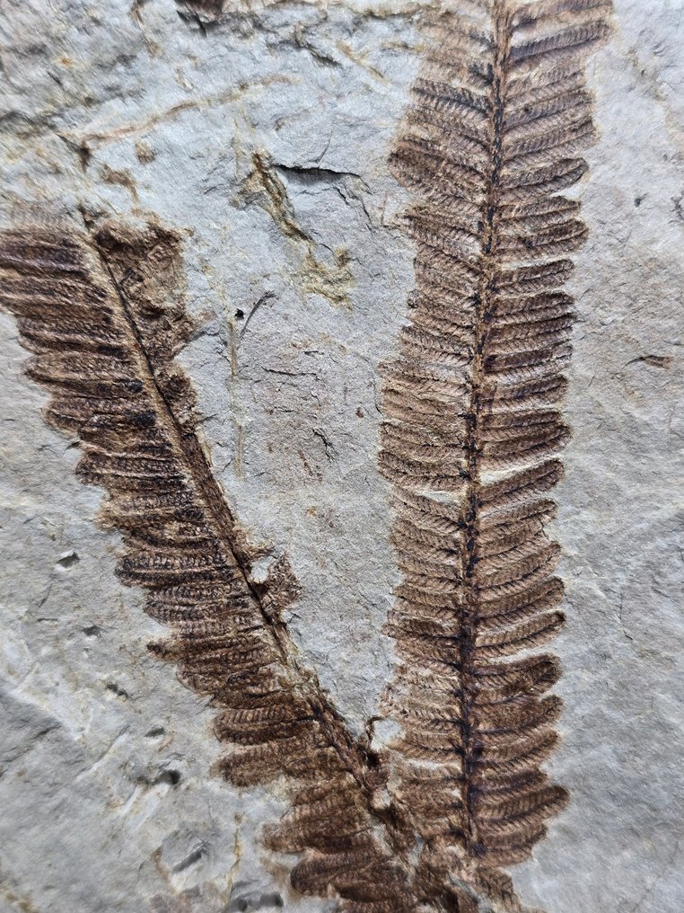 Fern - Απολιθωμένη μήτρα - Pecopteris apicalis  (χωρίς τιμή ασφαλείας) #4.3