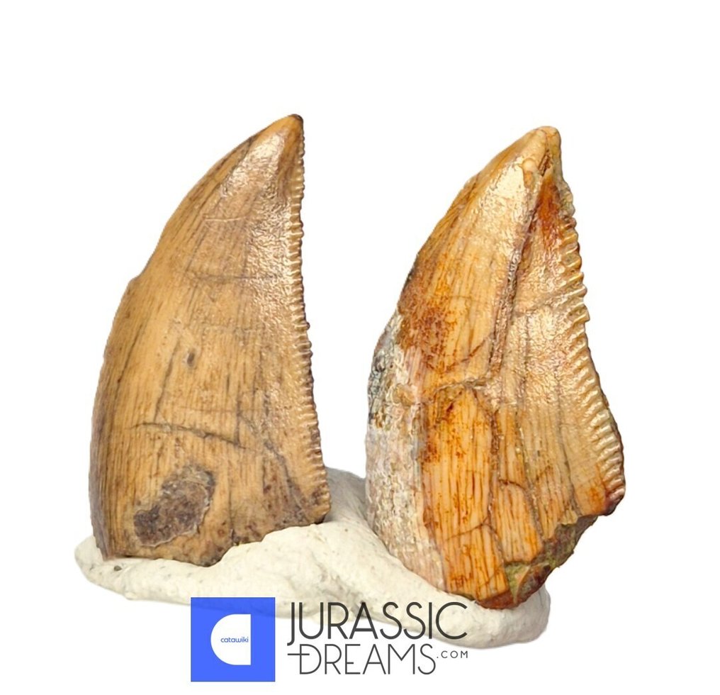 Fosszilis fogak - Set of 2 Unusual Huge Serrated Majungasaurus crenatissimus Abelisaurid Dinosaur Teeth  (Nincs minimálár) #1.0