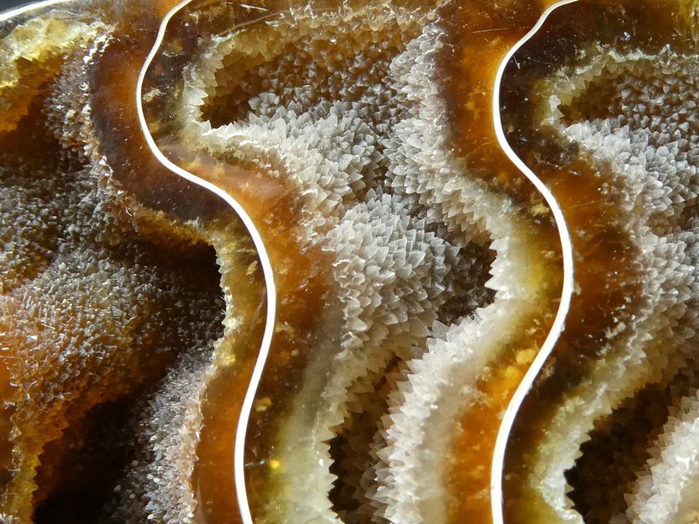 Ammonite - Απολιθωμένο ζώο - Aioloceras (Cleoniceras) sp. - 12 cm  (χωρίς τιμή ασφαλείας) #3.2