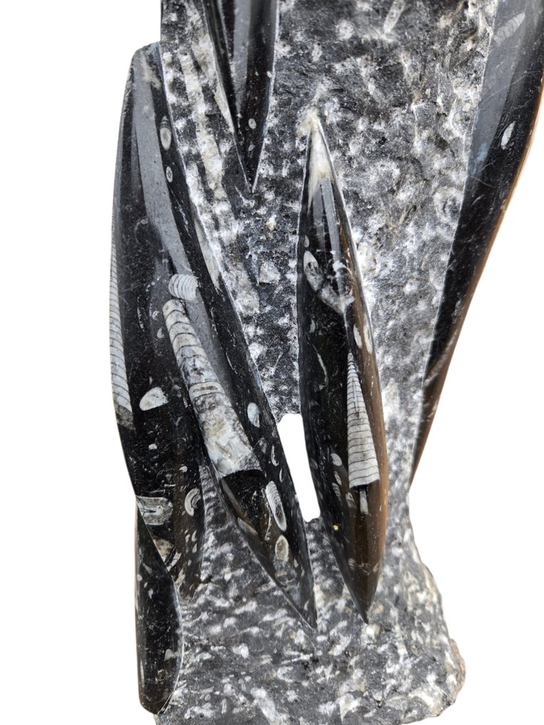 orthoceras zuil - Απολίθωμα πλάκας θνησιμότητας - 55 cm - 16 cm #3.2