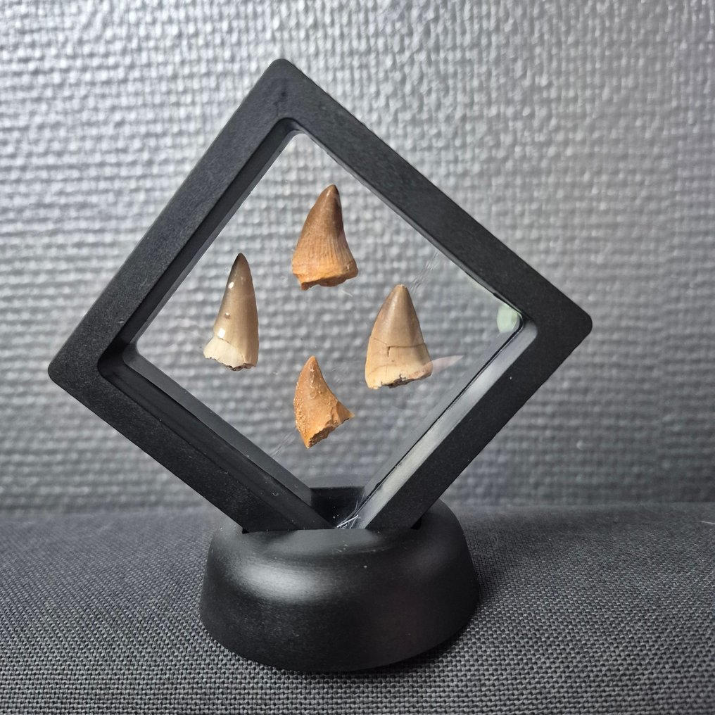 Dinosaur Tand - Mosasaurus - 7 cm - 5 cm - 7 cm - (4) #1.0