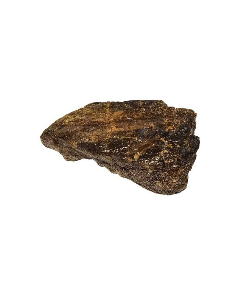 Triceratops Frill - Fossil knogle #1.0