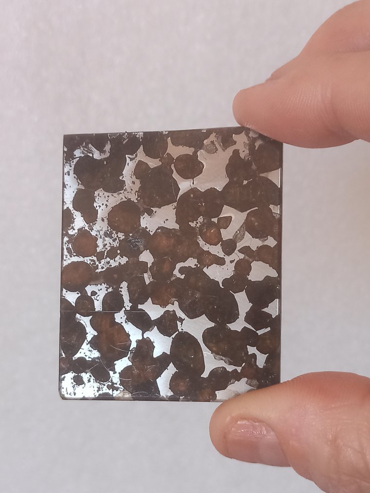 SERICHO - 球粒陨石 - 大抛光切割。无底价！！！ - 38.55 g #1.0