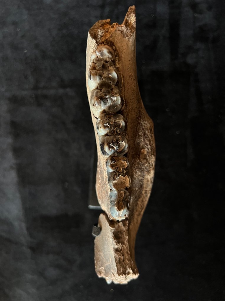 Nilpferd - Fossiler Knochen - Hexaprotodon - 4.5 cm - 17 cm #1.0