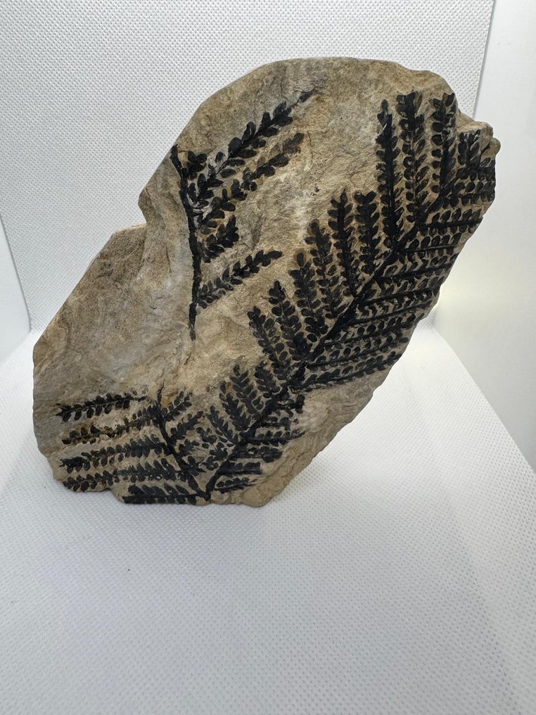 Samambaia - Planta fossilizada - PECOPTERIS - 21 cm - 13 cm (Sem preço de reserva) #4.3