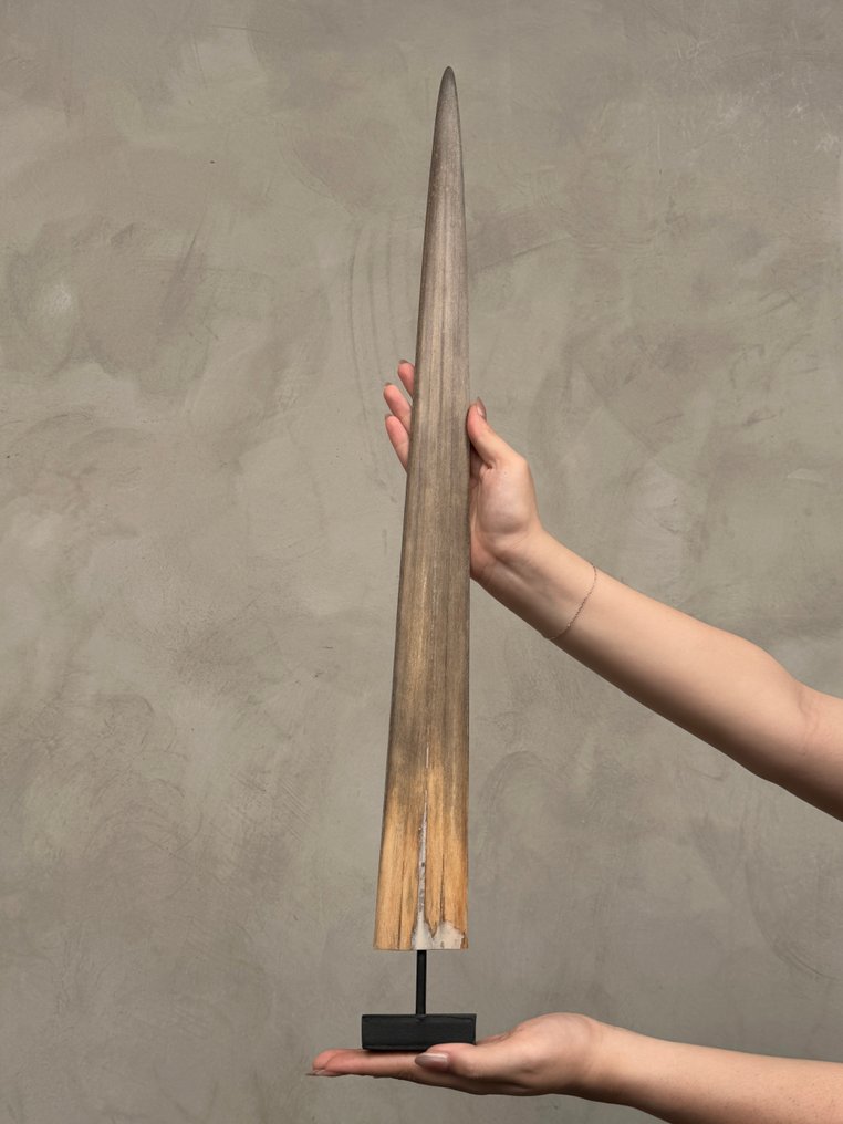 无底价——一件装在定制支架上的剑鱼獠牙。 架立式喙飾 - Xiphias Gladius - 71 cm - 7 cm - 7 cm- 非《瀕臨絕種野生動植物國際貿易公約》物種 -  (1) #2.1