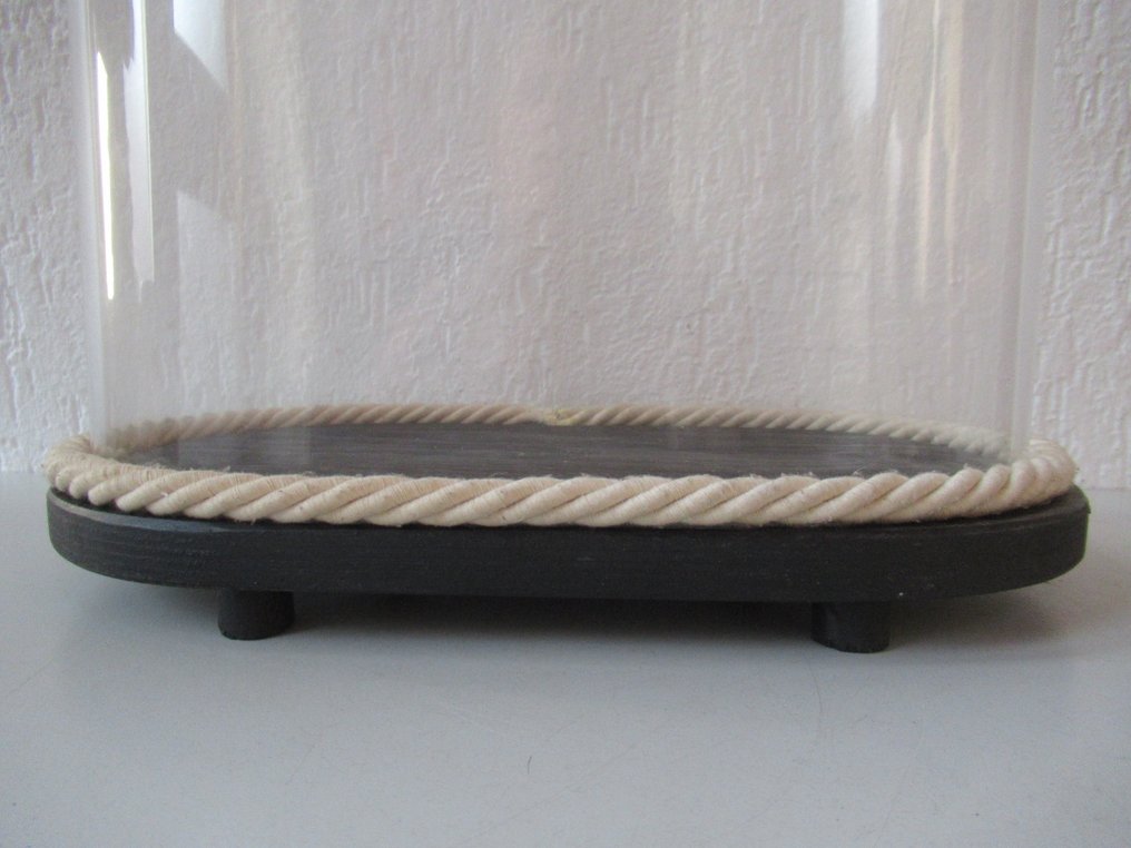 Campânula de vidro - Vidro e madeira - 1900-1910 #1.0