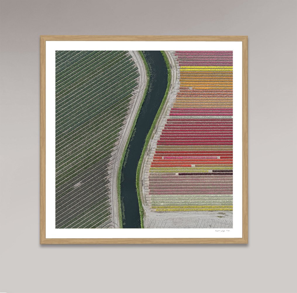 Bernhard Lang - AV_Tulip_Fields_027 #1.0