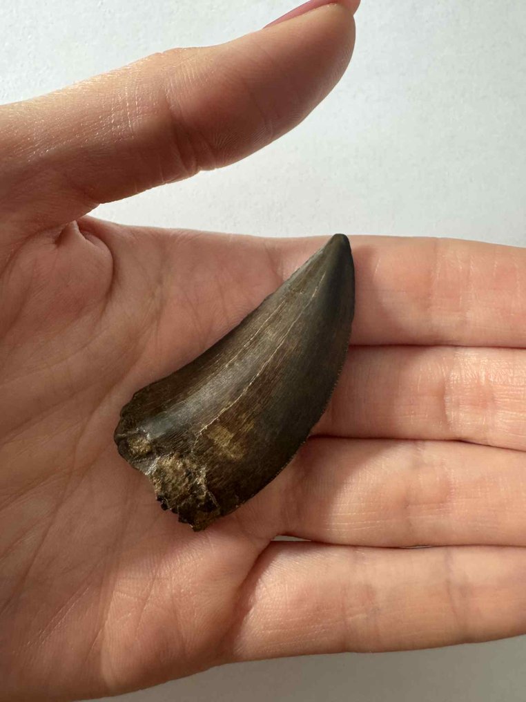 Tyrannosaur - Dinte fosilă #2.1