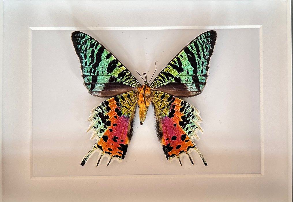 Πεταλούδα Βάση ταρίχευσης ολόκληρου σώματος - Urania Ripheus - 15 cm - 20 cm - 4.5 cm - Είδη που δεν ανήκουν στο CITES #1.0