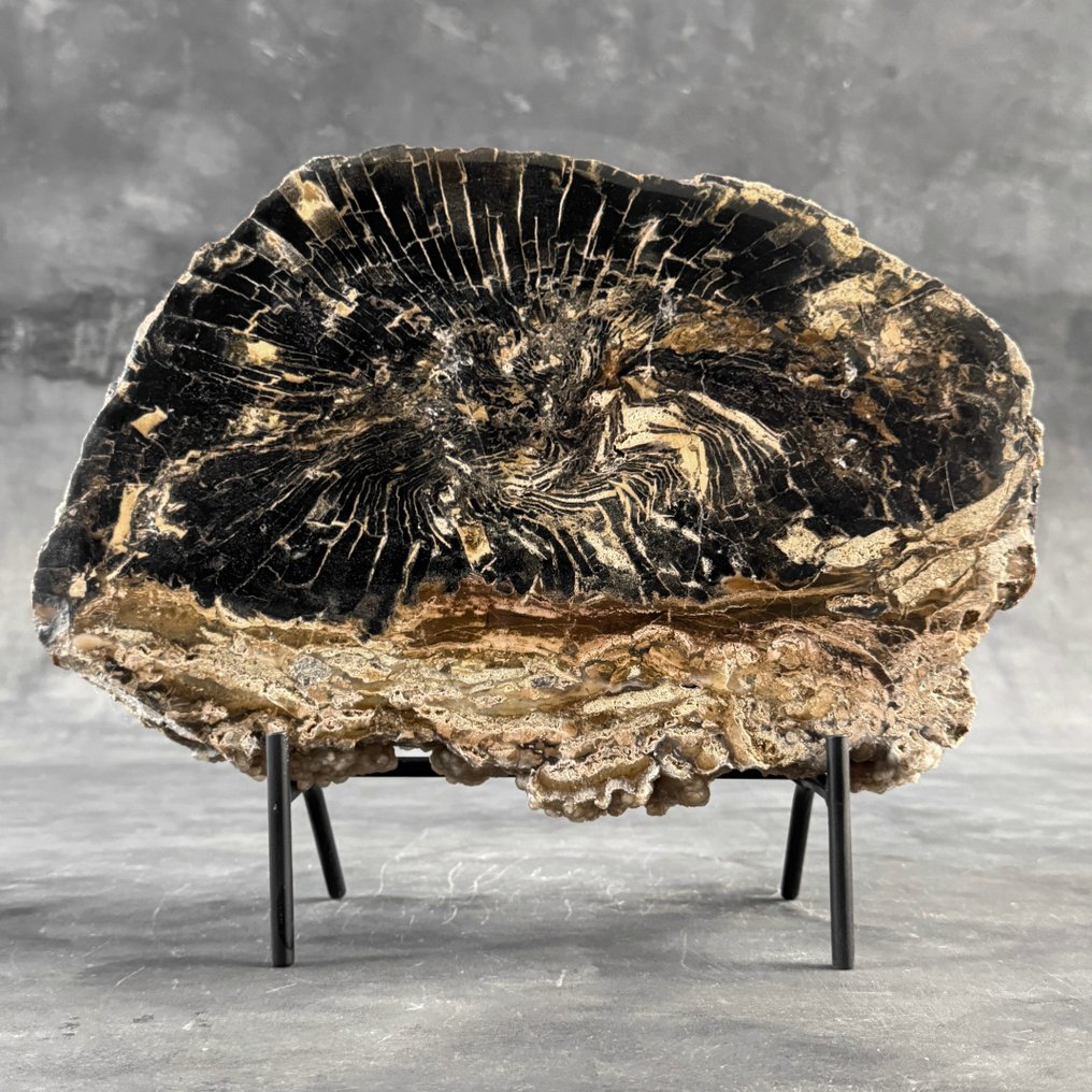 华丽的化石木片，放在定制支架上 - 化石木材  (没有保留价) #2.1