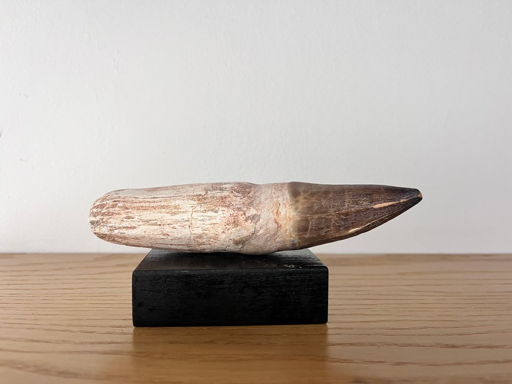 Mosasaur - Απολιθωμένα δόντια - 14 cm - 5 cm  (χωρίς τιμή ασφαλείας) #4.3