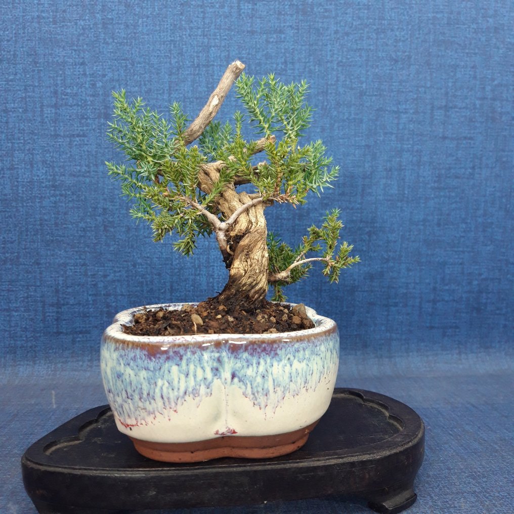 Άρκευθος μπονσάι (Juniperus) - Ύψος (Δέντρο): 16 cm - Βάθος (Δέντρο): 12 cm - Ισπανία #1.0