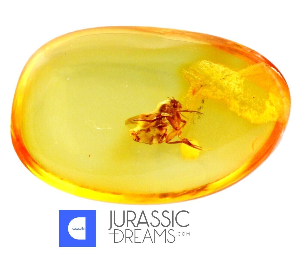 顶级稀有 FAT Scuttle fly PHORIDAE 化石包裹 真品 BALTIC AMBER + 高清图片 - 琥珀 #3.2