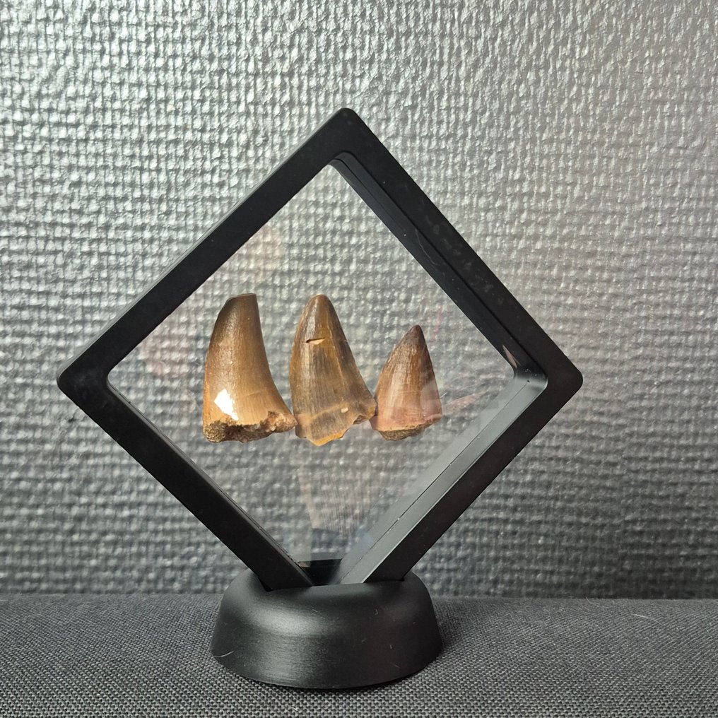 沧龙 - 牙齿化石 - Unieke mosasaurus tanden Groot - 5 cm - 4 cm  (没有保留价) #1.0