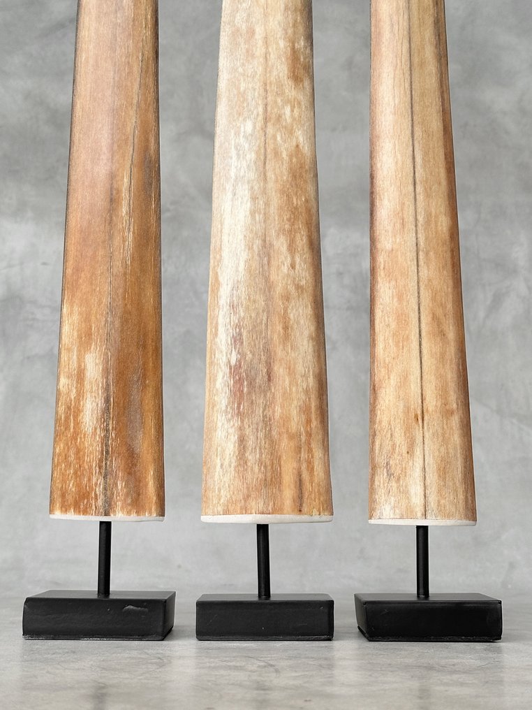 无底价 - 一套大型剑鱼吻部标本，配有定制支架 架立式喙飾 - Xiphias Gladius - 72 cm - 7 cm - 7 cm- 非《瀕臨絕種野生動植物國際貿易公約》物種 -  (3) #4.3