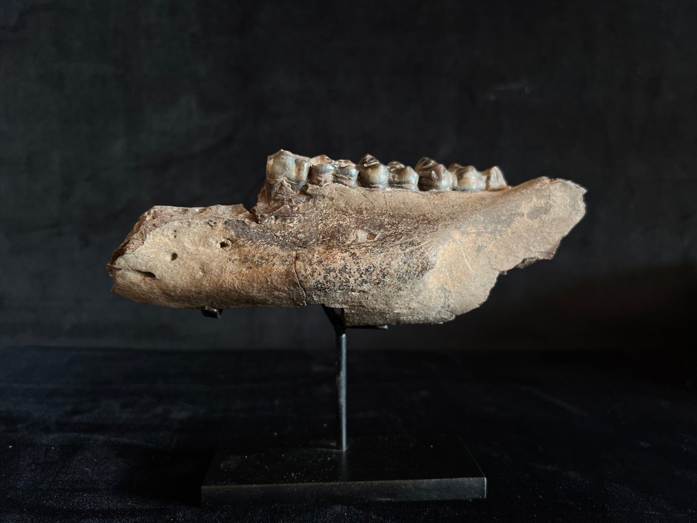 Nilpferd - Fossiler Knochen - Hexaprotodon - 4.5 cm - 17 cm #3.2