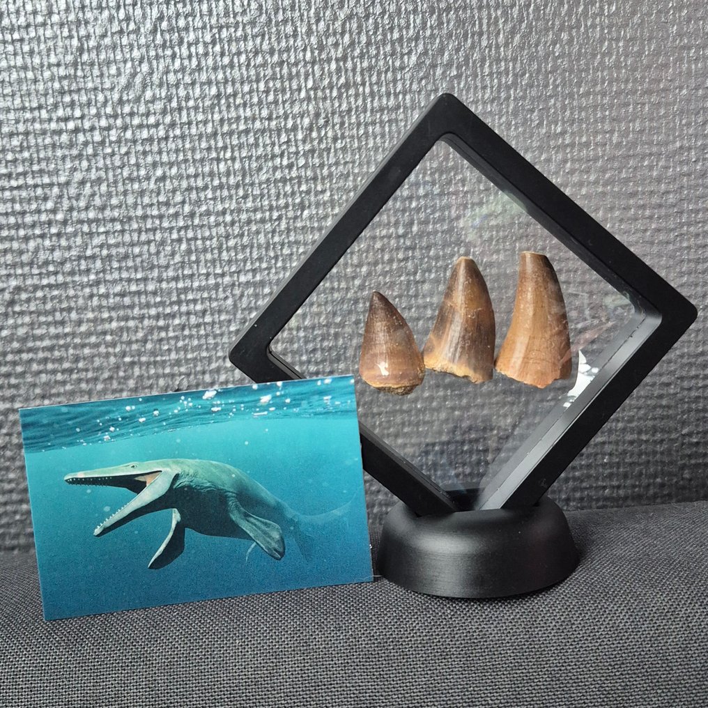 沧龙 - 牙齿化石 - Unieke mosasaurus tanden Groot - 5 cm - 4 cm  (没有保留价) #1.0