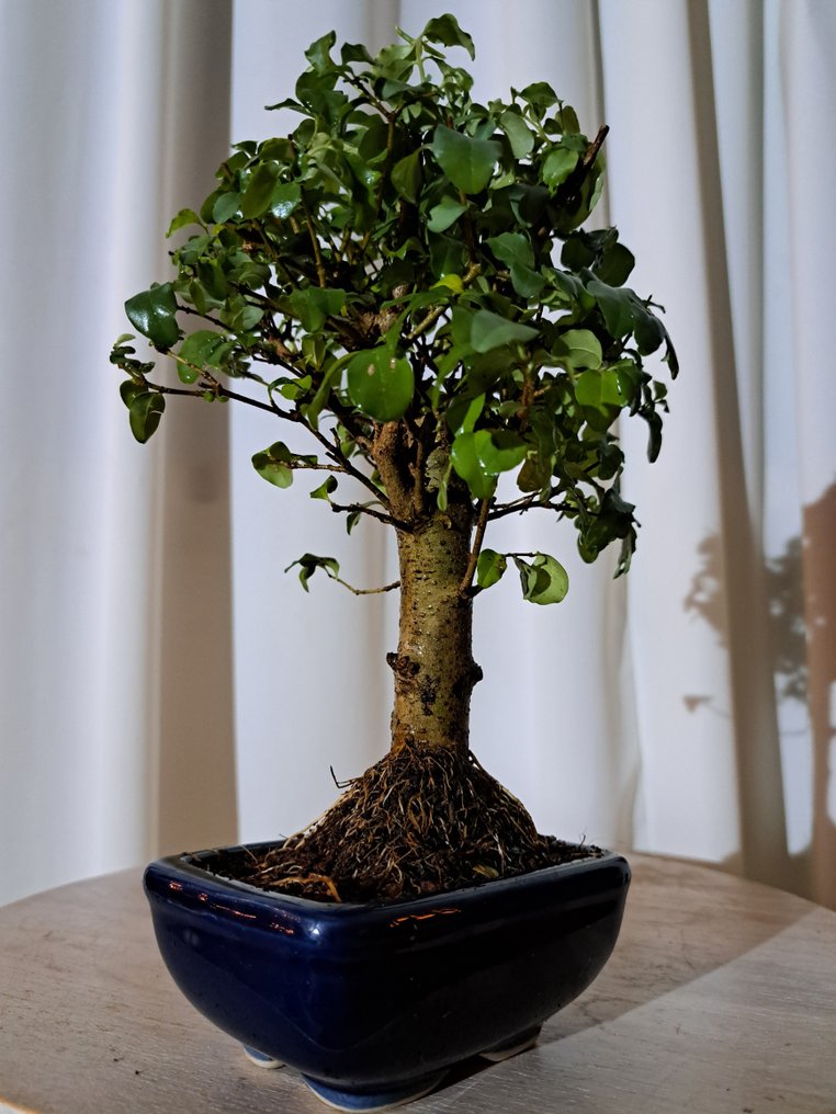 Λιγούστρο μπονσάι (Ligustrum) - Ύψος (Δέντρο): 22 cm - Βάθος (Δέντρο): 16 cm - Ολλανδία #1.0