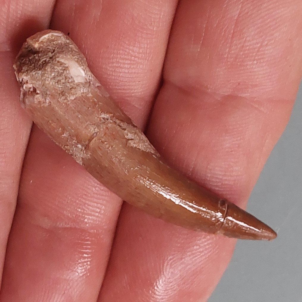 Δεινόσαυρος - Απολιθωμένο δόντι - Plesiosaurus - 55 mm - 12 mm  (χωρίς τιμή ασφαλείας) #1.0