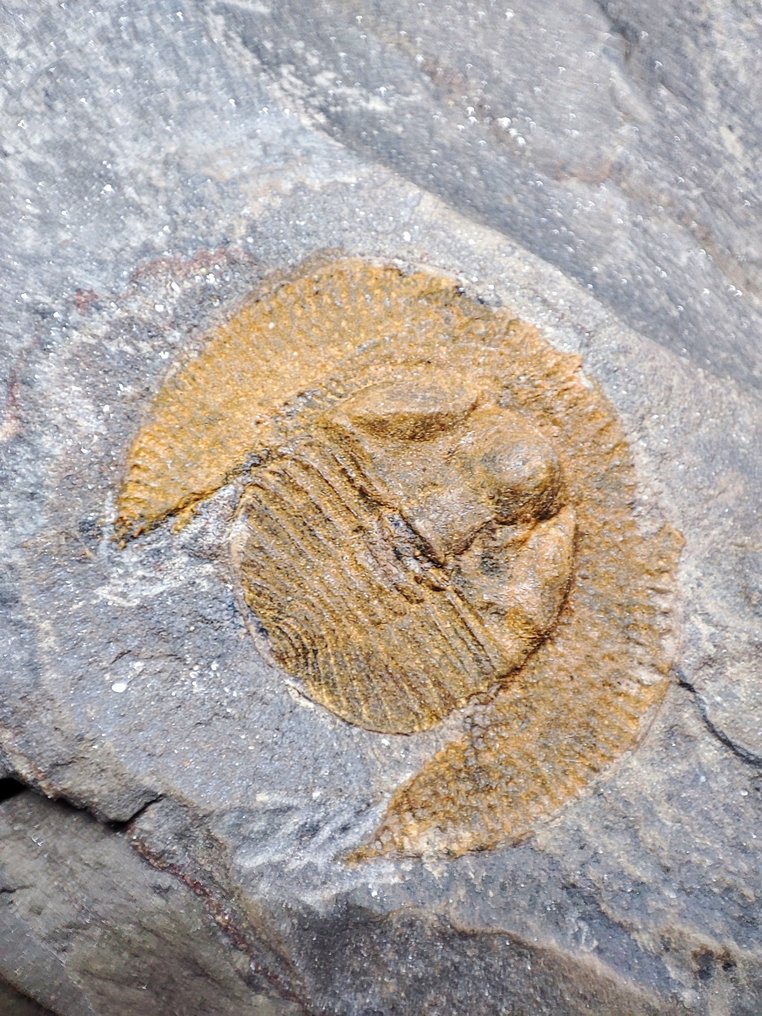 Απολιθωμένο ζώο - Trilobites Declivolithus  (χωρίς τιμή ασφαλείας) #1.0