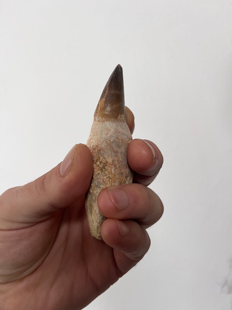 沧龙 - 牙齿化石 - 10 cm - 4 cm  (没有保留价) #1.0