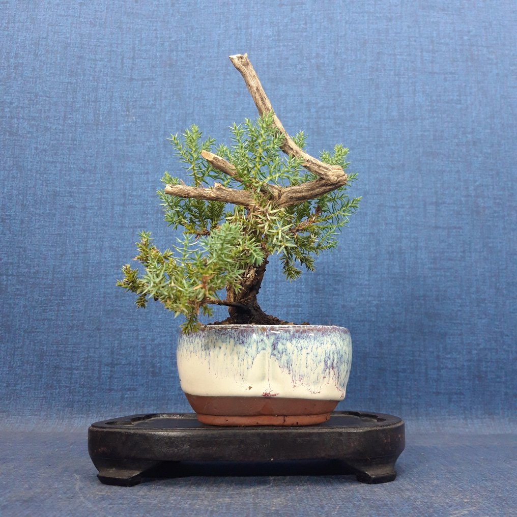 Άρκευθος μπονσάι (Juniperus) - Ύψος (Δέντρο): 16 cm - Βάθος (Δέντρο): 12 cm - Ισπανία #3.2