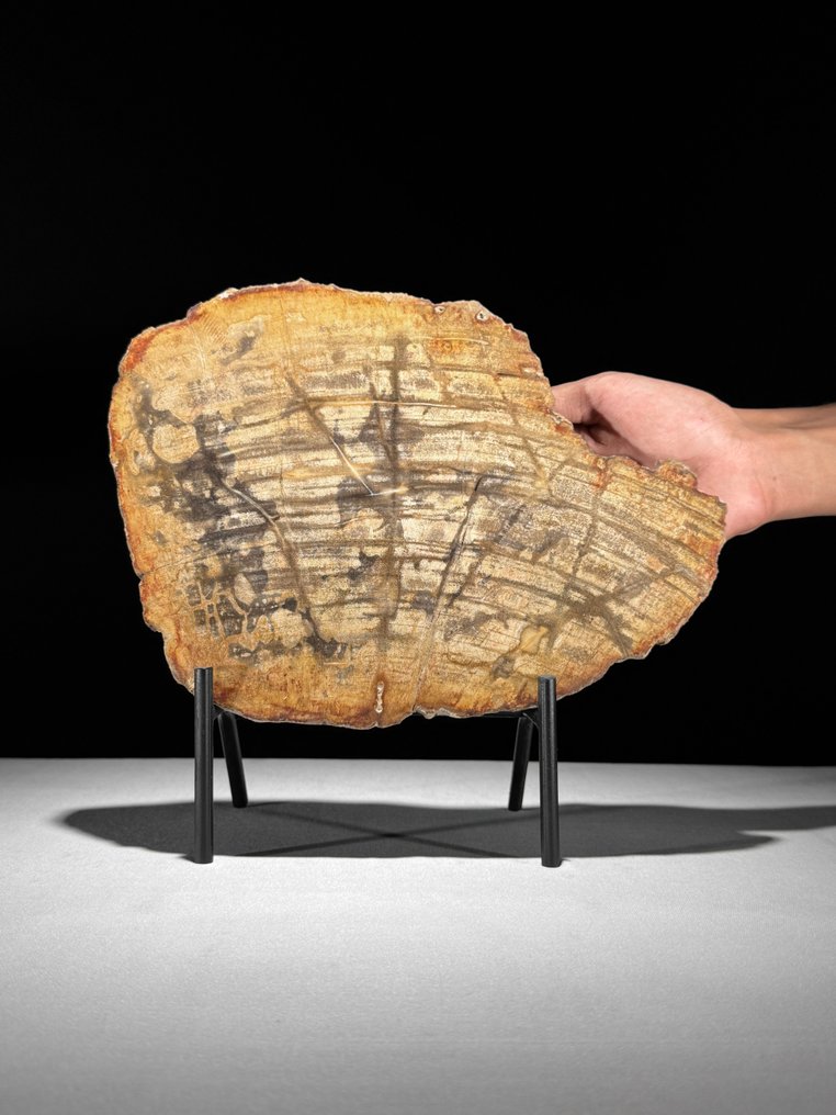 令人惊叹的化石木片,放置在定制底座上。 - 化石木材 (没有保留价) #1.0