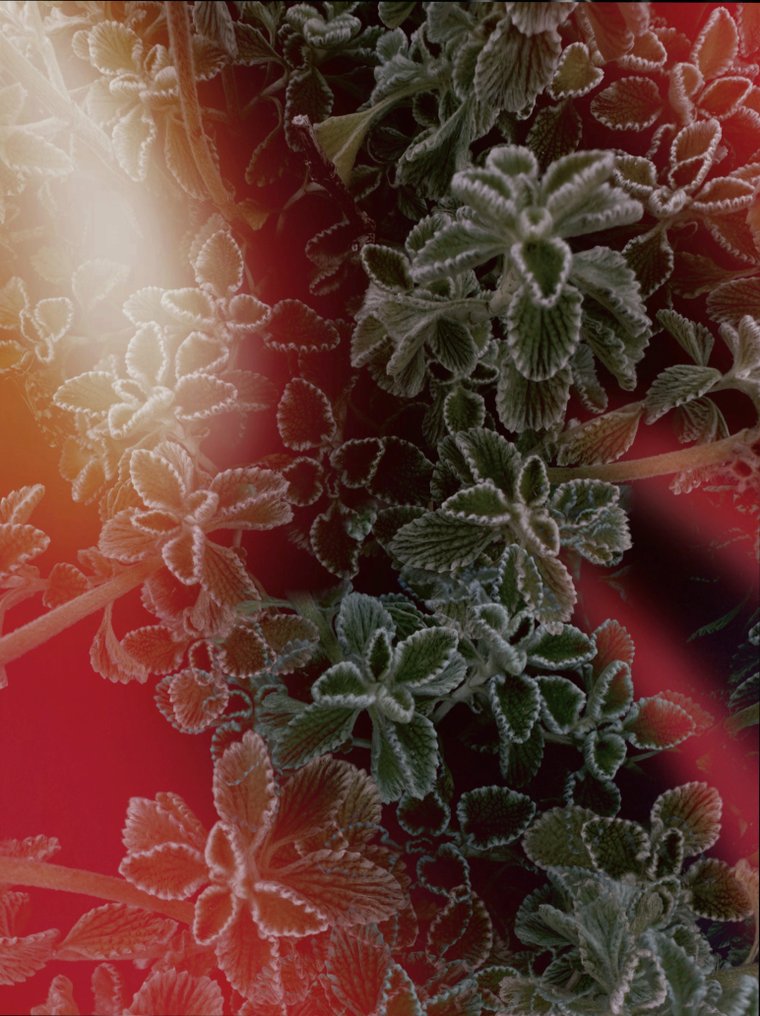 Susana Galbis - Christmas spirit #3.2