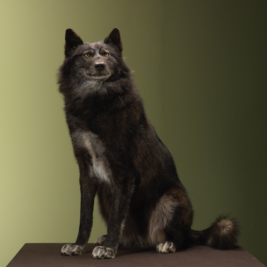 Λύκος Βάση ταρίχευσης ολόκληρου σώματος - Canis lupus - 89 cm - 75 cm - 60 cm - Παράρτημα Ι του CITES - Παράρτημα Α στην ΕΕ - 1 #2.1