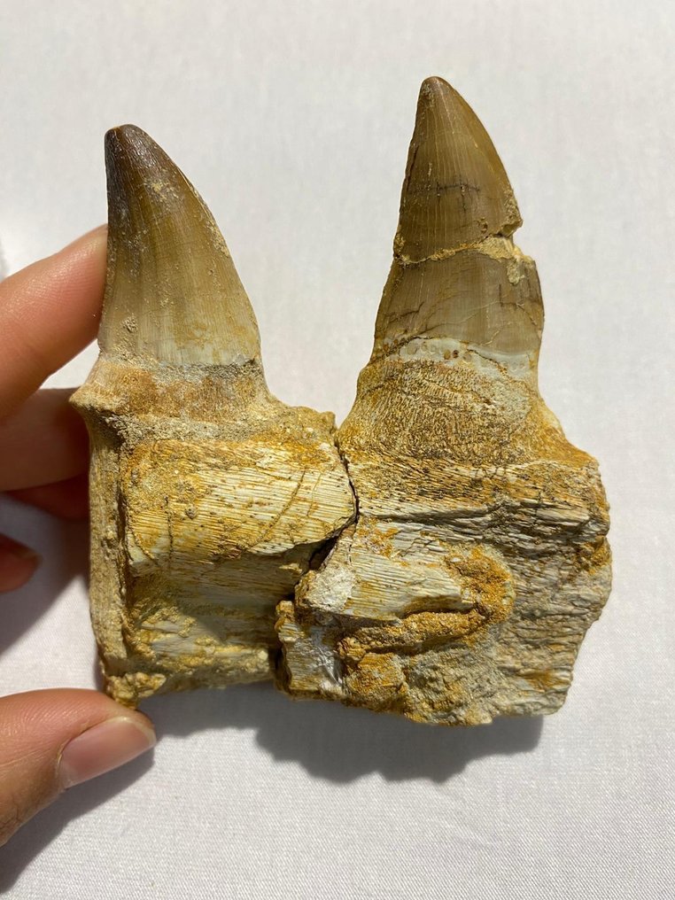 απολιθωμένα δόντια - Απολιθωμένα δόντια - mosasaurus - 8.5 cm - 7.5 cm (χωρίς τιμή ασφαλείας) #3.2