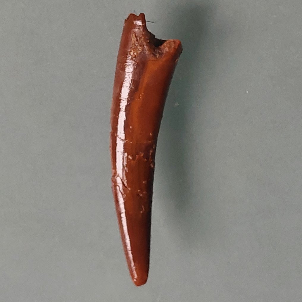 Ptérosaure - Dent fossile - 48 mm - 10 mm #1.0