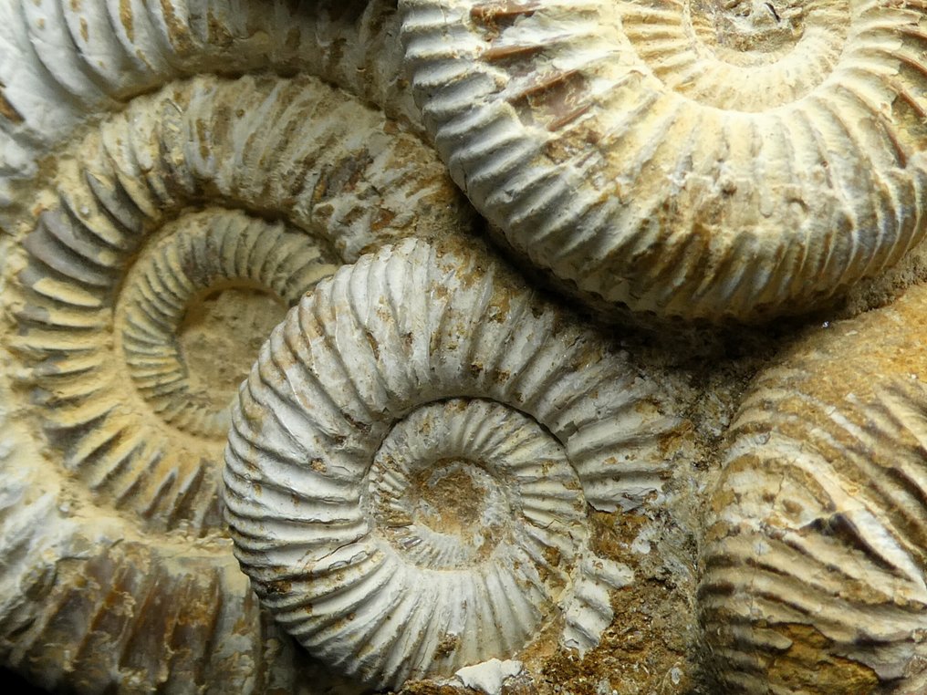 Ammonit - Forstenet dyr - Perisphinctes sp. - 12 cm (Ingen mindstepris) #2.1