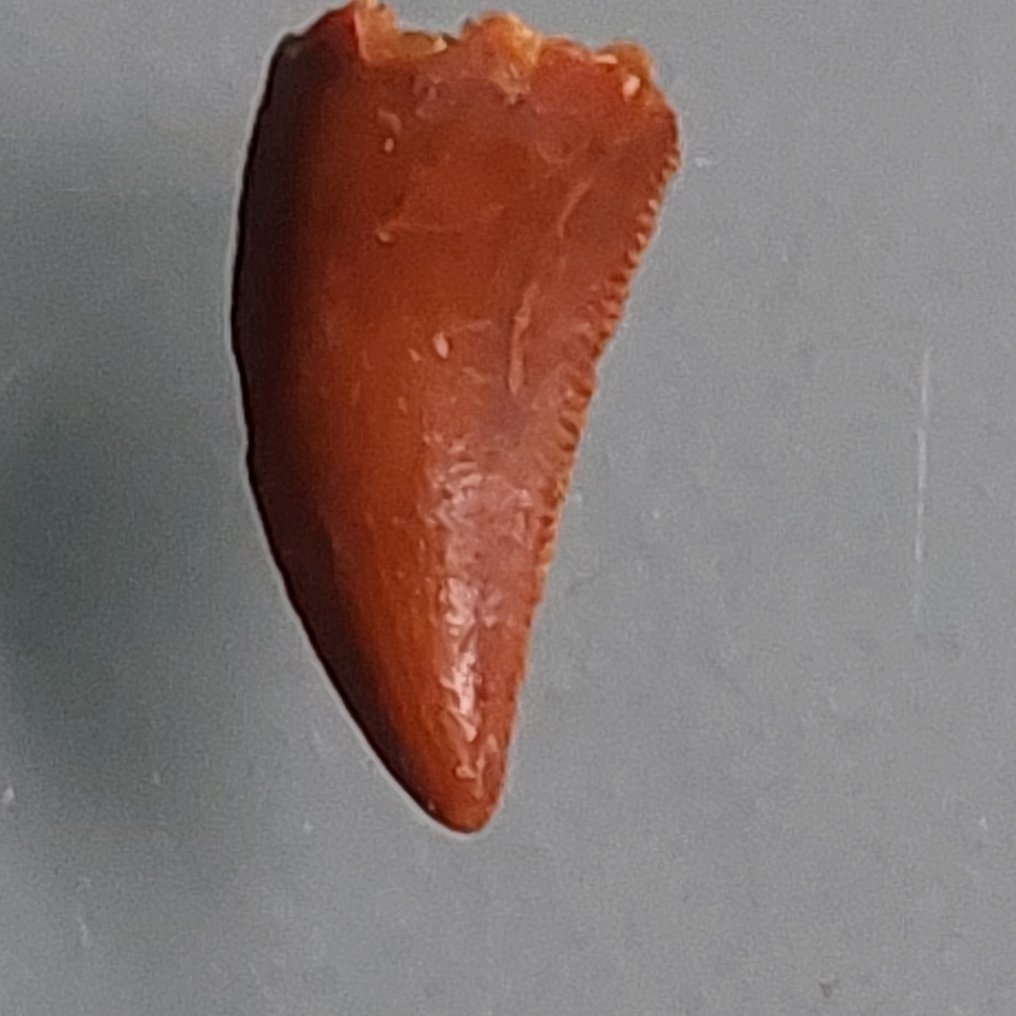 Δεινόσαυρος - Απολιθωμένο δόντι - Carcharodontosaurus sp. - 30 mm - 18 mm #1.0